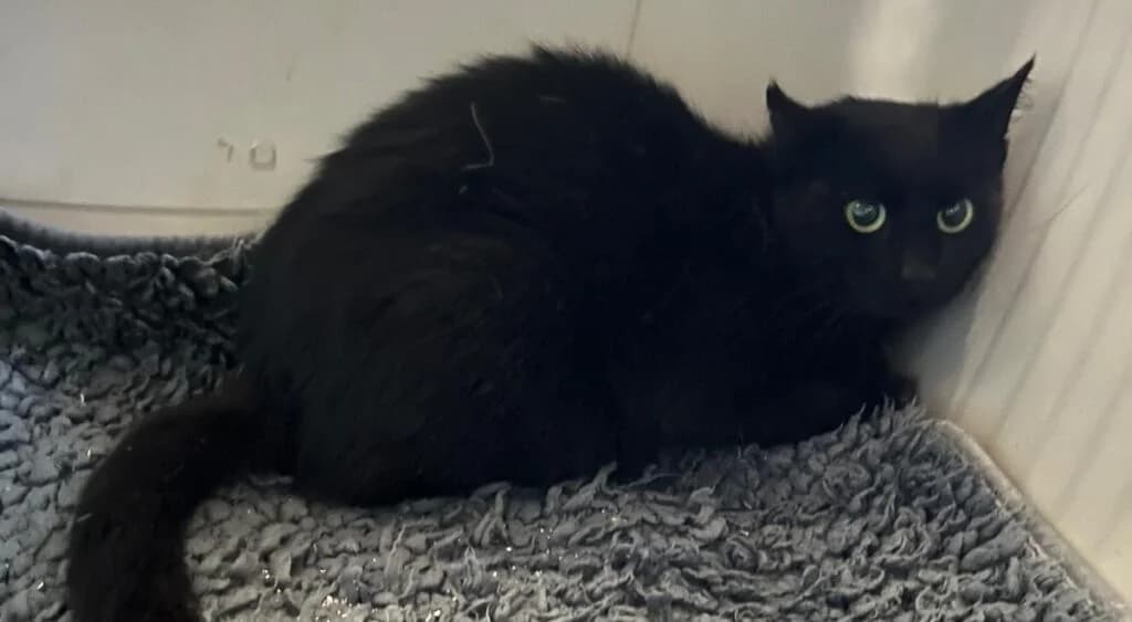 Blacky (Fundkatze Wirges), female mixed breed for adoption at Tierheim Montabaur, Montabaur