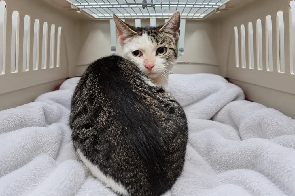 Ceron, European Shorthair for adoption at Tierheim Montabaur, Montabaur