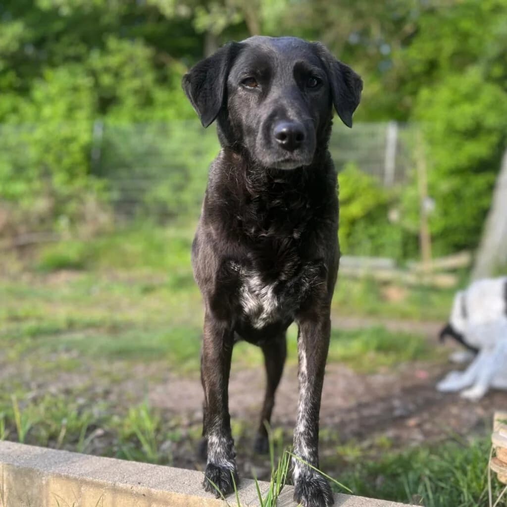 Cindy, female 7yo Mixed Breed for adoption at Tierheim Montabaur, Montabaur