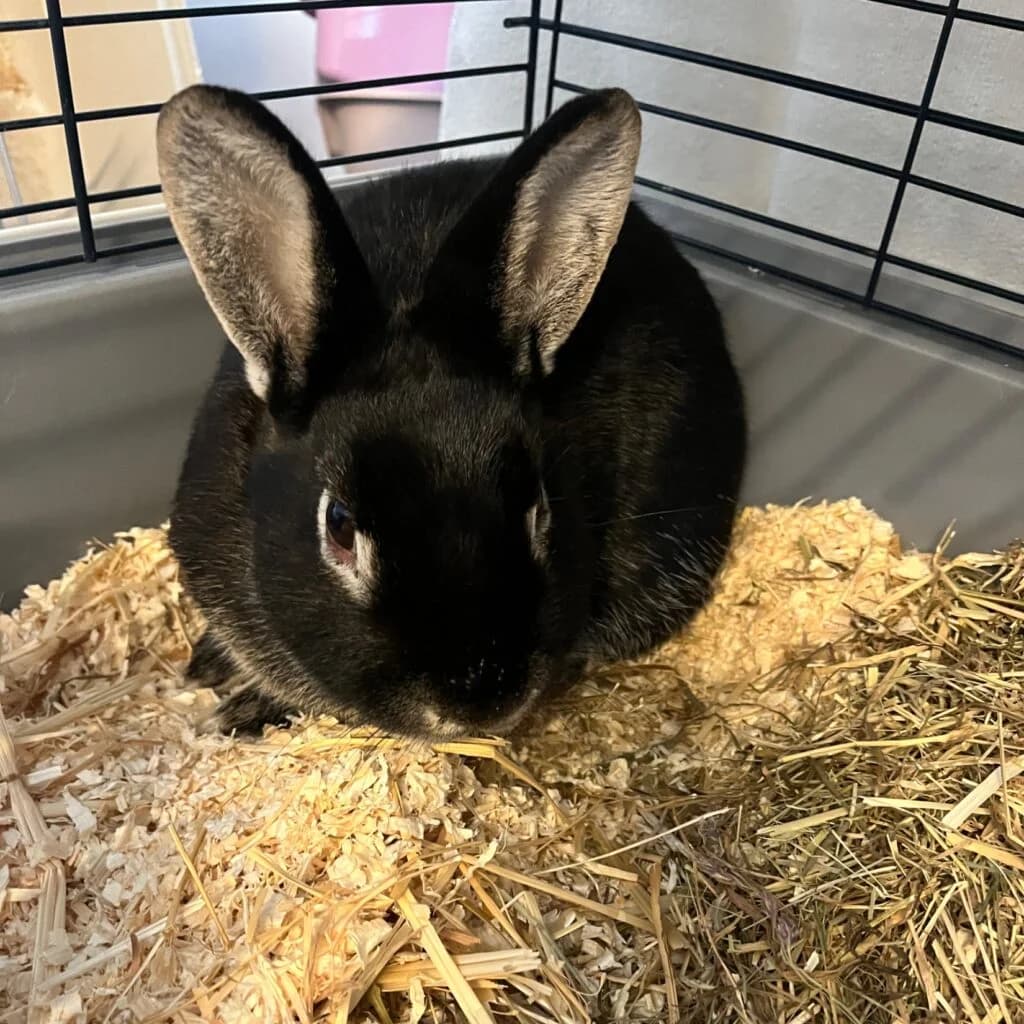 Eddie, mixed breed for adoption at Tierheim Montabaur, Montabaur