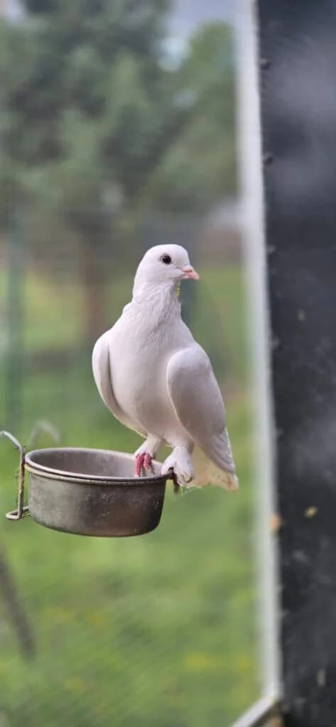 Ella, mixed breed for adoption at Tierheim Montabaur, Montabaur