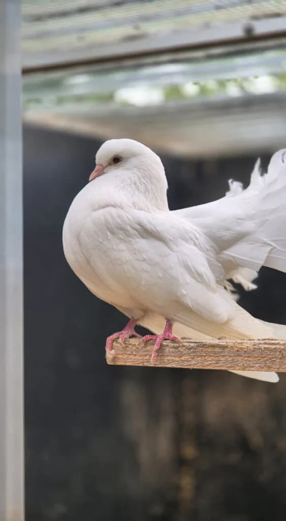 Eyla, mixed breed for adoption at Tierheim Montabaur, Montabaur