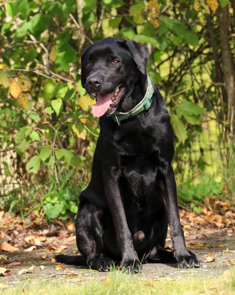 Finn, male Labrador Retriever for adoption at Tierheim Montabaur, Montabaur