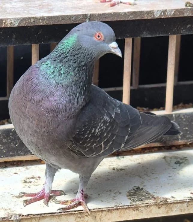 Flit, mixed breed for adoption at Tierheim Montabaur, Montabaur