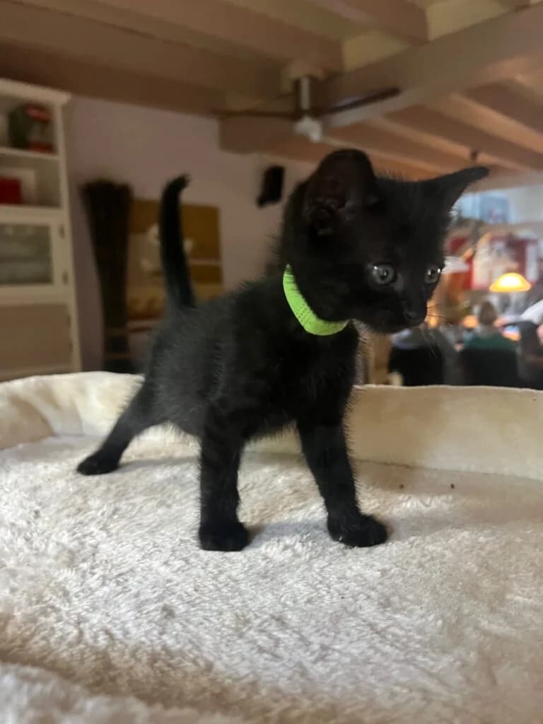 Frieda, female mixed breed for adoption at Tierheim Montabaur, Montabaur