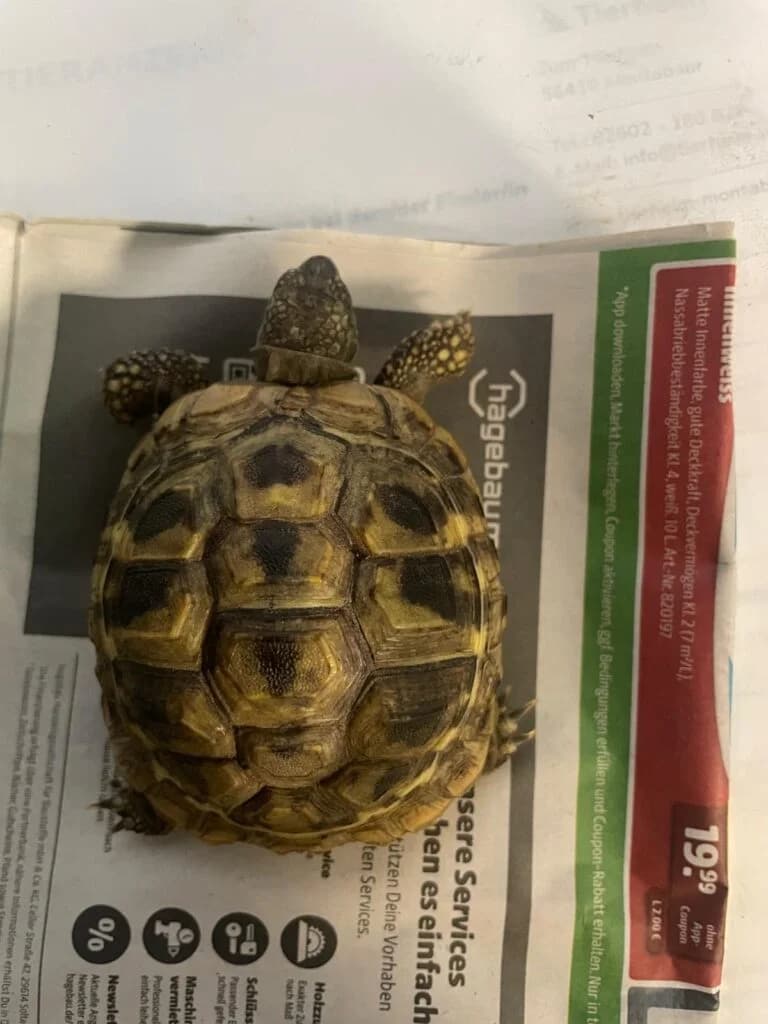 Fundschildkröte Helferskirchen, mixed breed for adoption at Tierheim Montabaur, Montabaur