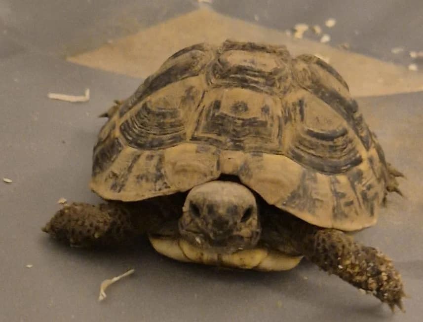 Fundschildkröte Siershahn, mixed breed for adoption at Tierheim Montabaur, Montabaur