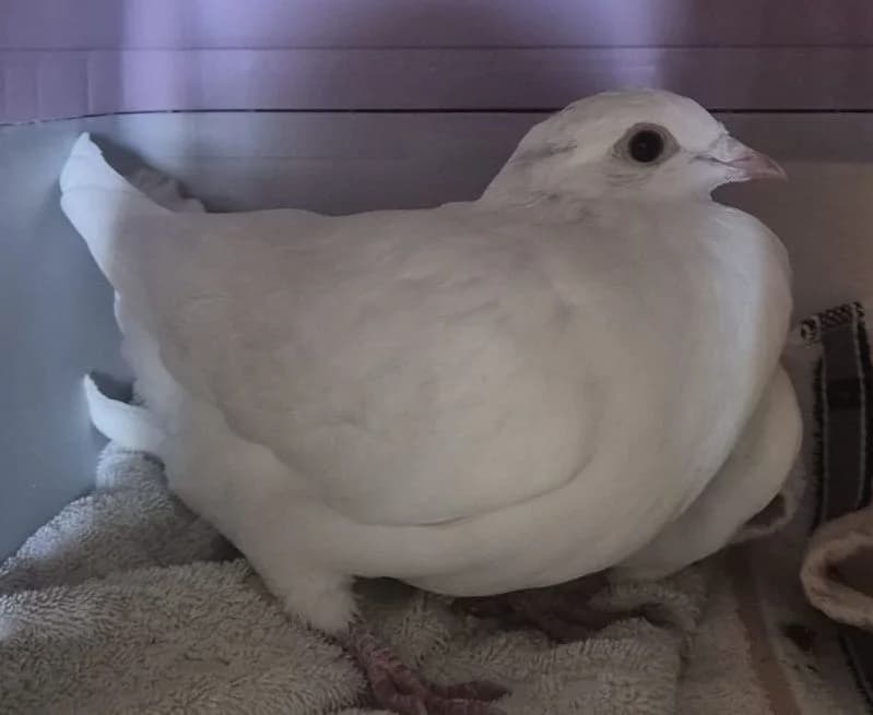 Fundtaube Siershahn, mixed breed for adoption at Tierheim Montabaur, Montabaur