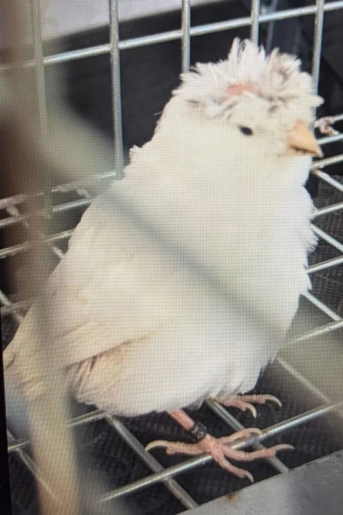 Fundvogel KanrienvogelHöchstenbach, mixed breed for adoption at Tierheim Montabaur, Montabaur
