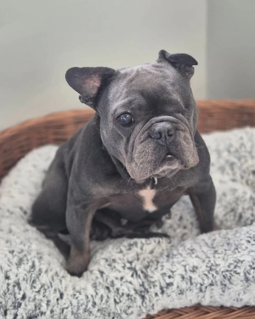 Gerda, female senior French Bulldog for adoption at Tierheim Montabaur, Montabaur