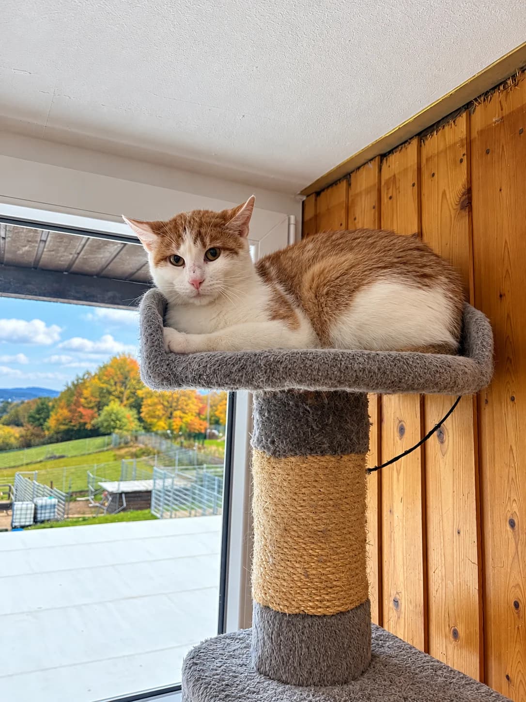 Gino, puppy European Shorthair for adoption at Tierheim Montabaur, Montabaur