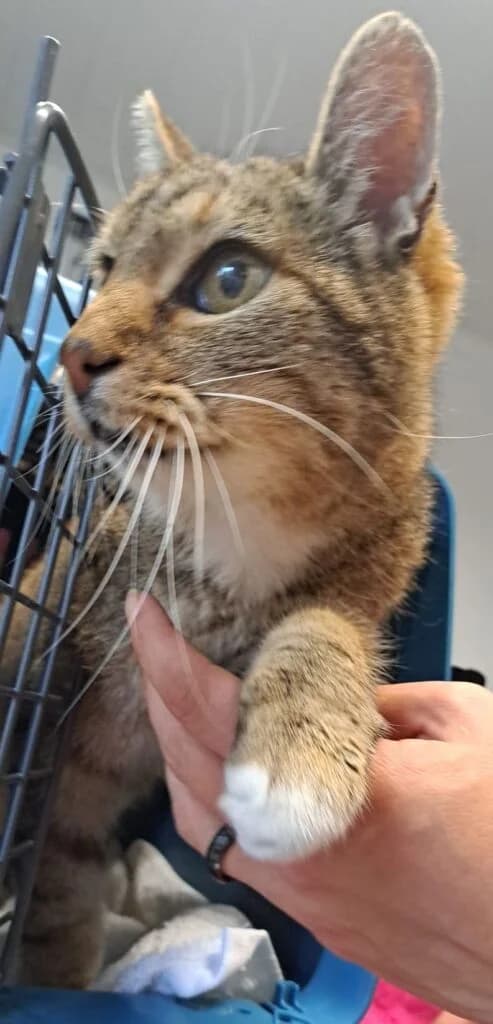 Gregor Fundkater Girod, male senior European Shorthair for adoption at Tierheim Montabaur, Montabaur