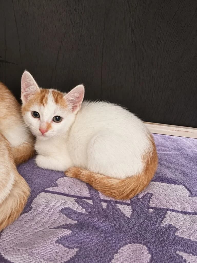 Hilde, female mixed breed for adoption at Tierheim Montabaur, Montabaur