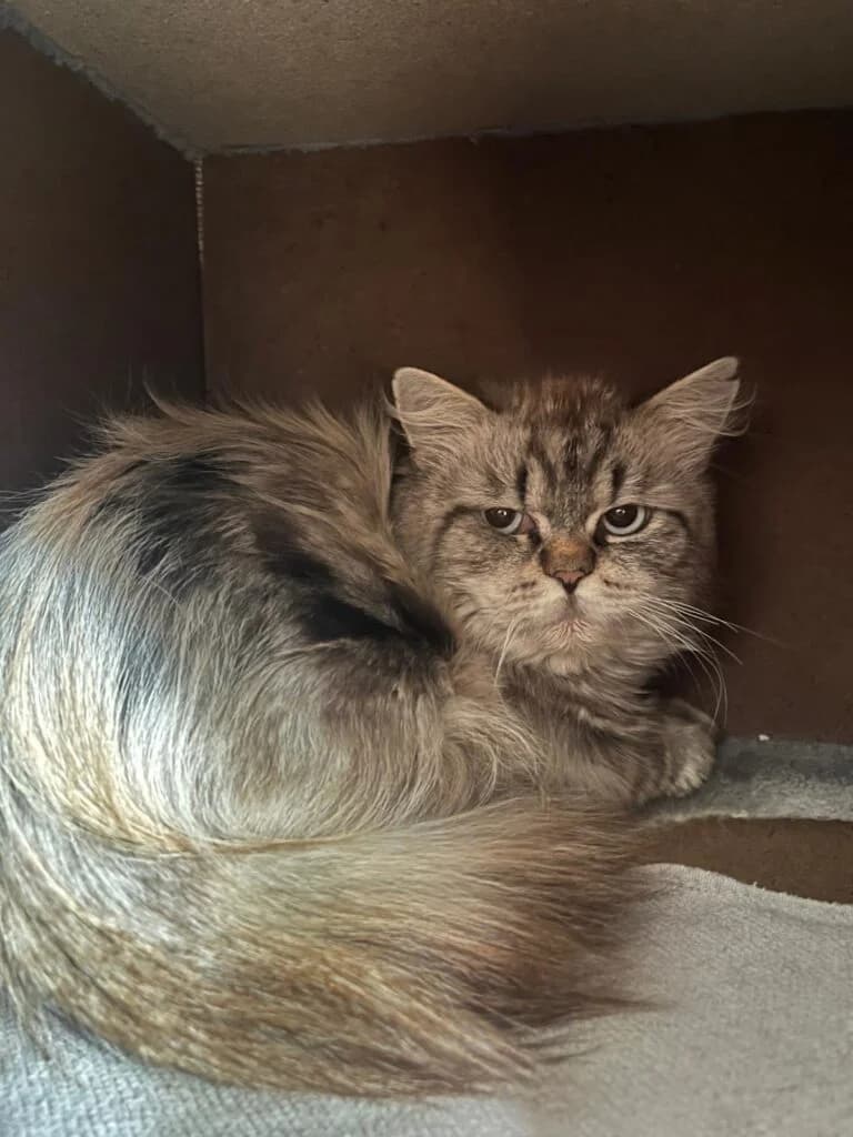 Hubi, male 5yo British Shorthair for adoption at Tierheim Montabaur, Montabaur