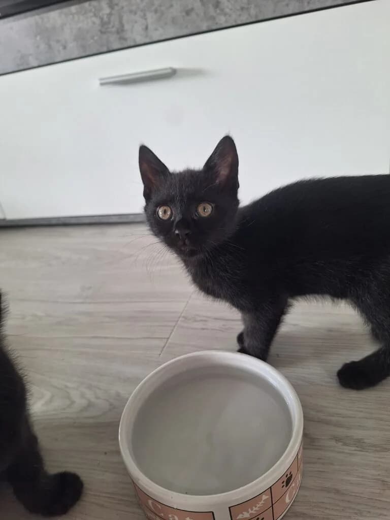 Kalani, female puppy European Shorthair for adoption at Tierheim Montabaur, Montabaur