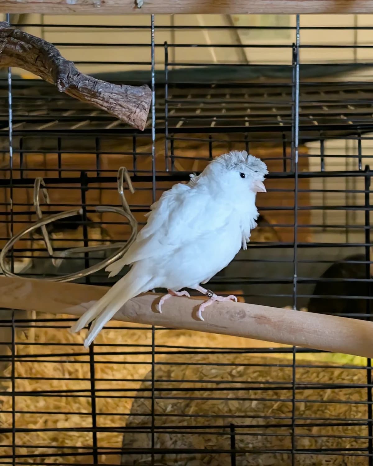 Yuki, mixed breed for adoption at Tierheim Montabaur, Montabaur
