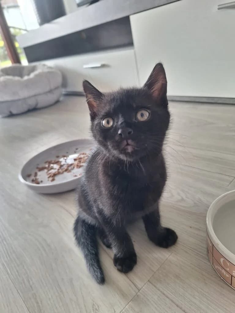 Kaspar, male puppy European Shorthair for adoption at Tierheim Montabaur, Montabaur