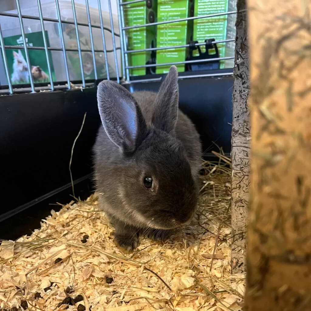 Kim, mixed breed for adoption at Tierheim Montabaur, Montabaur