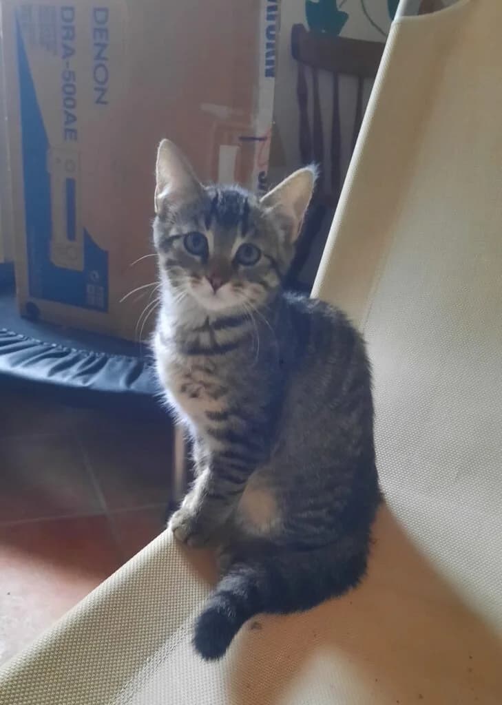 Knut, male European Shorthair for adoption at Tierheim Montabaur, Montabaur
