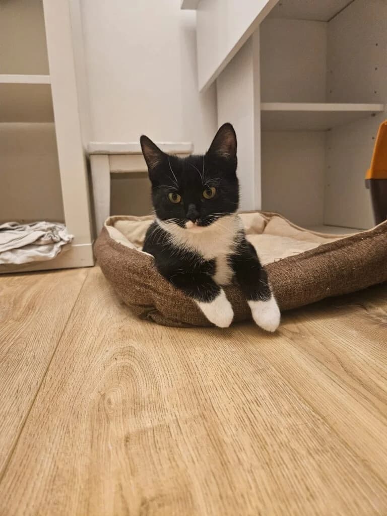 Lexi, female mixed breed for adoption at Tierheim Montabaur, Montabaur