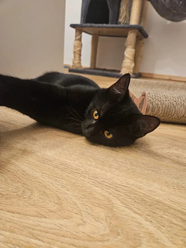 Loki, male mixed breed for adoption at Tierheim Montabaur, Montabaur