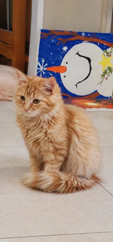 Manni, male mixed breed for adoption at Tierheim Montabaur, Montabaur
