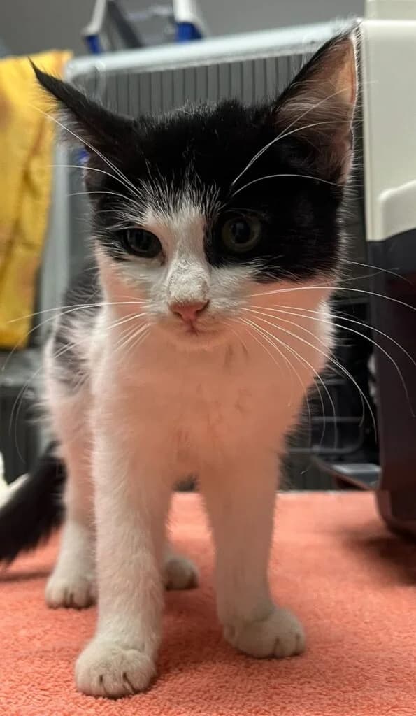 Marie Fundkatze Meudt, female mixed breed for adoption at Tierheim Montabaur, Montabaur