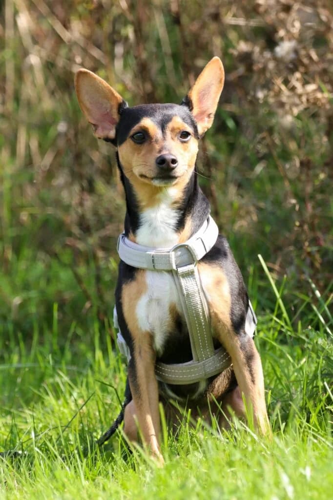 Maylo, male 3yo mixed breed for adoption at Tierheim Montabaur, Montabaur