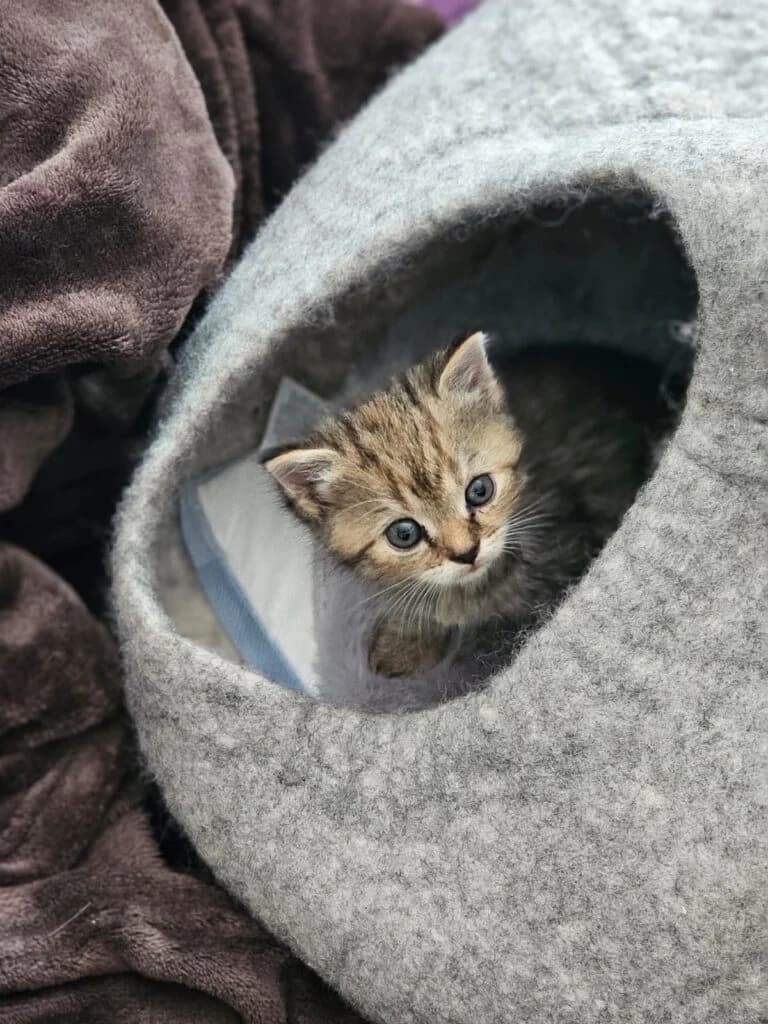 Mia, female European Shorthair for adoption at Tierheim Montabaur, Montabaur