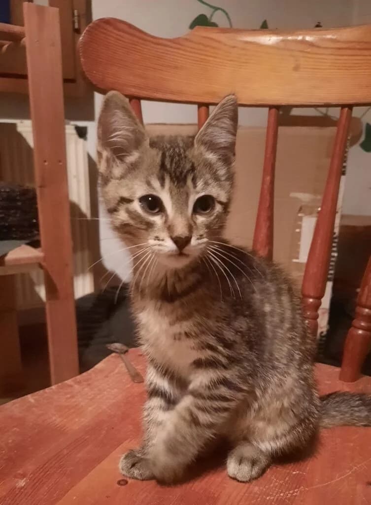 Michel, male European Shorthair for adoption at Tierheim Montabaur, Montabaur