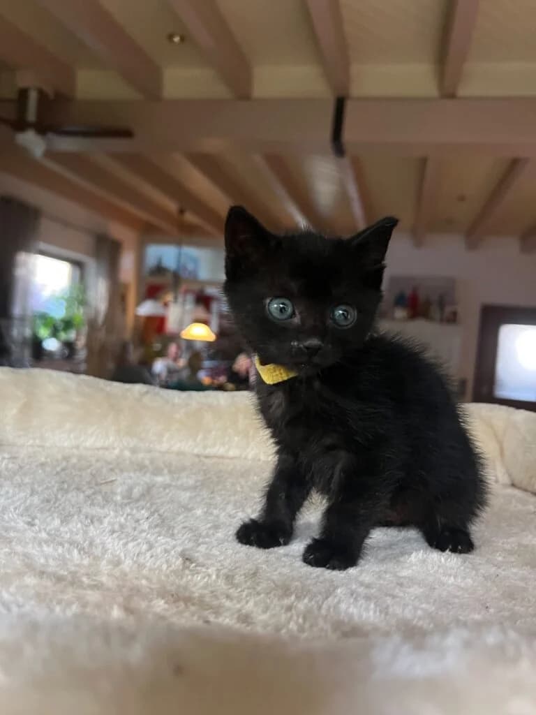 Mimi, female mixed breed for adoption at Tierheim Montabaur, Montabaur