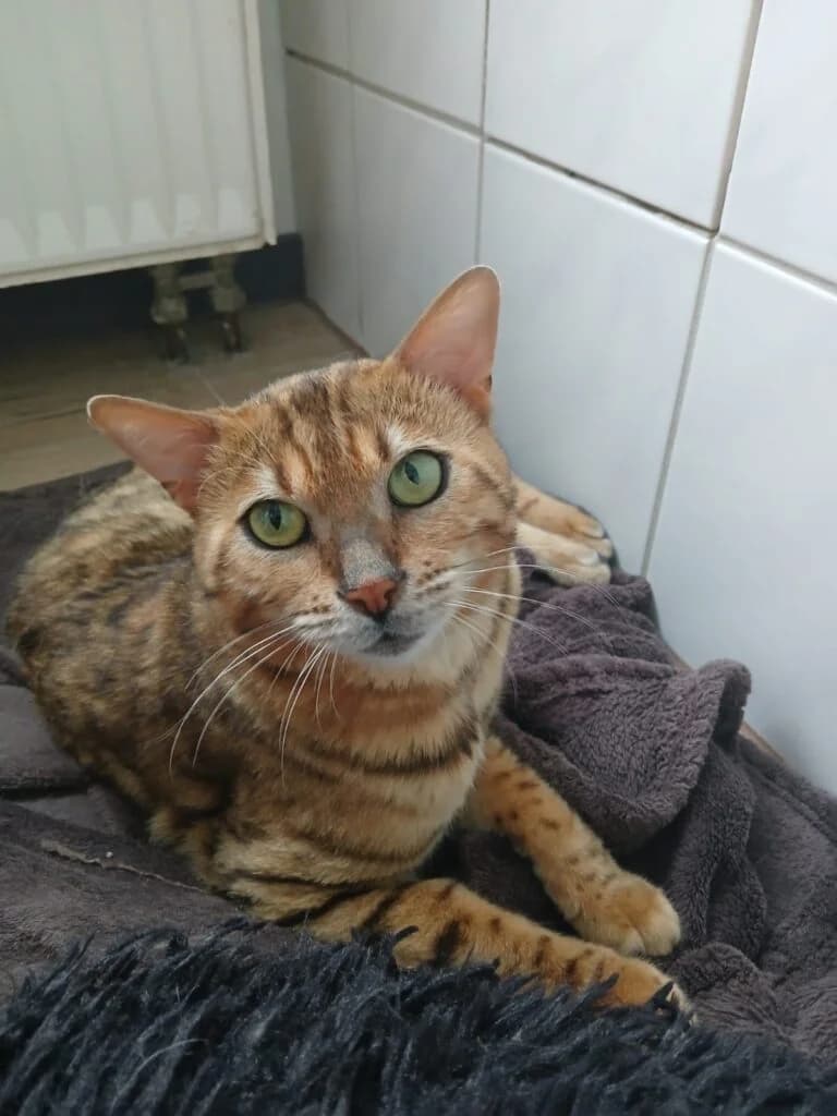 Moritz, male Bengal for adoption at Tierheim Montabaur, Montabaur