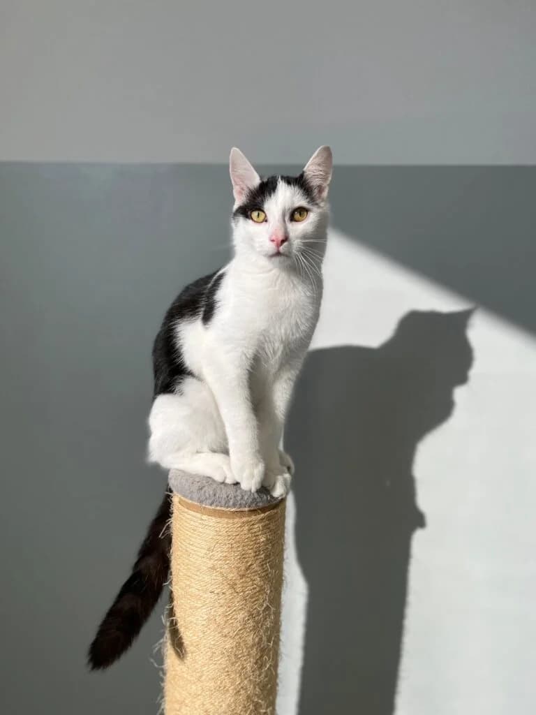 Moritz, male puppy European Shorthair for adoption at Tierheim Montabaur, Montabaur