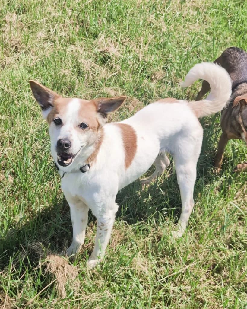 Nappo, male 5yo Mixed Breed for adoption at Tierheim Montabaur, Montabaur