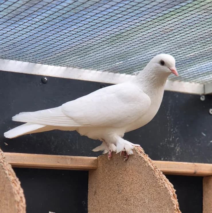 Nori, mixed breed for adoption at Tierheim Montabaur, Montabaur