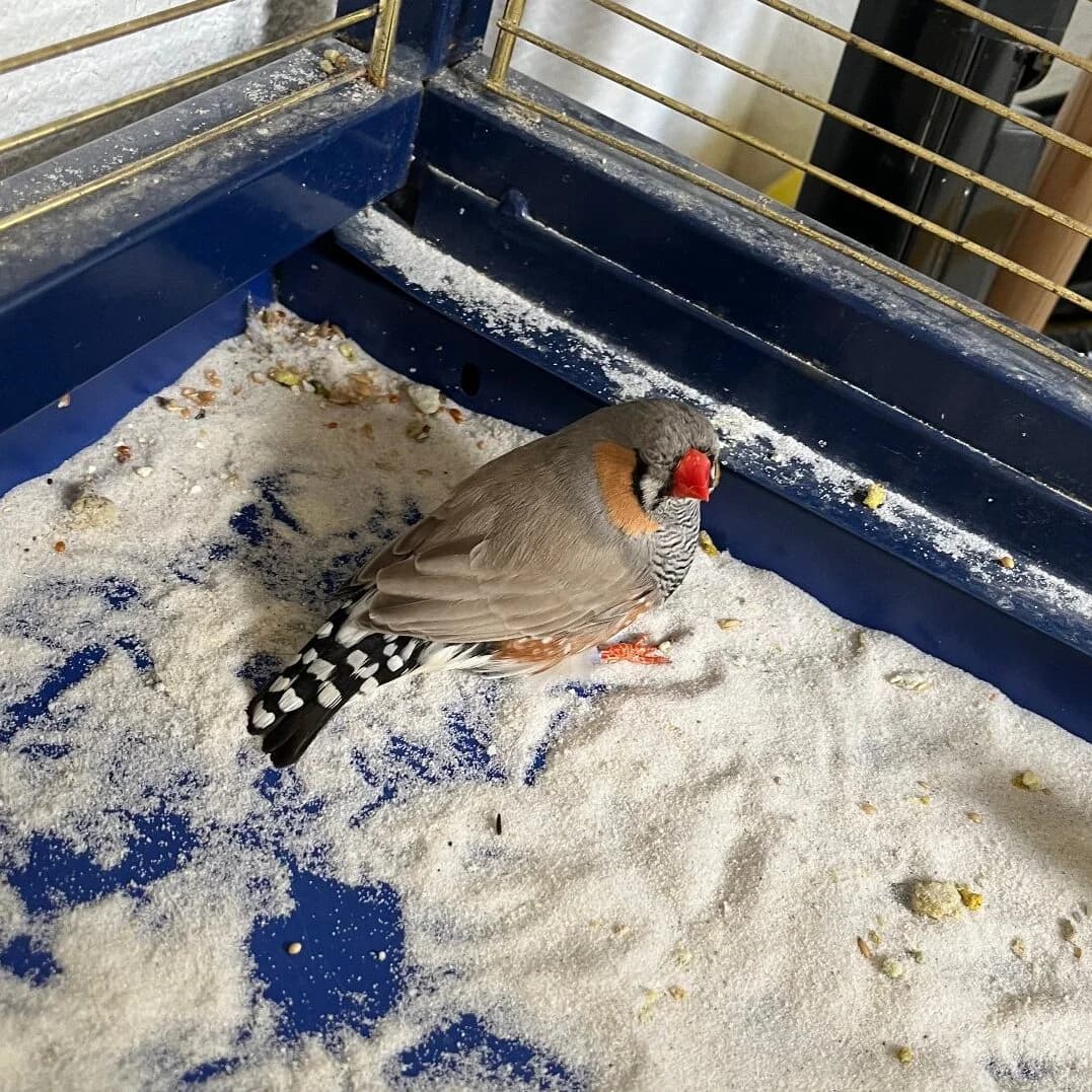 Pepe, mixed breed for adoption at Tierheim Montabaur, Montabaur