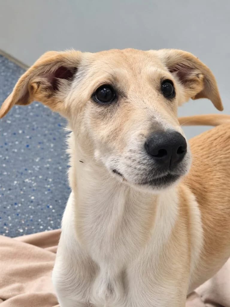 Domani, male puppy Mixed Breed for adoption at Tierheim Montabaur, Montabaur