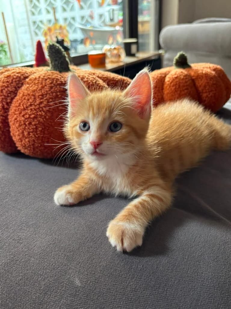 Sam, male European Shorthair for adoption at Tierheim Montabaur, Montabaur