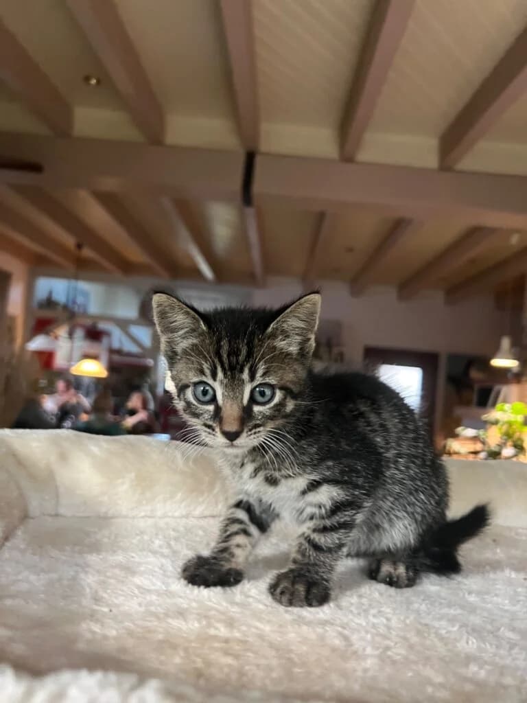 Sidney, male mixed breed for adoption at Tierheim Montabaur, Montabaur