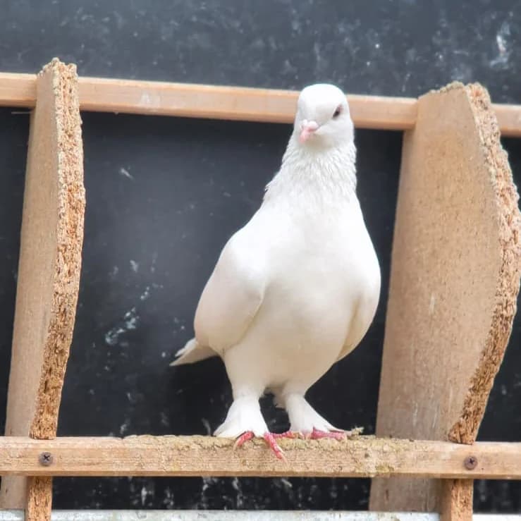 Sky, mixed breed for adoption at Tierheim Montabaur, Montabaur