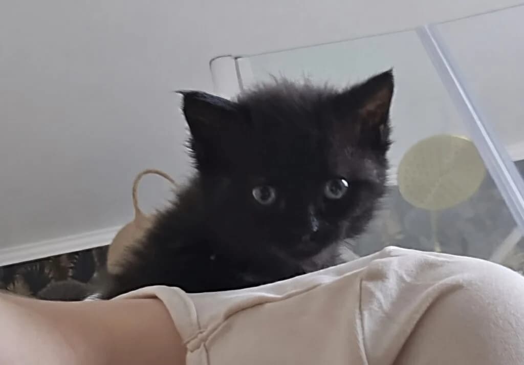Steffi, female European Shorthair for adoption at Tierheim Montabaur, Montabaur