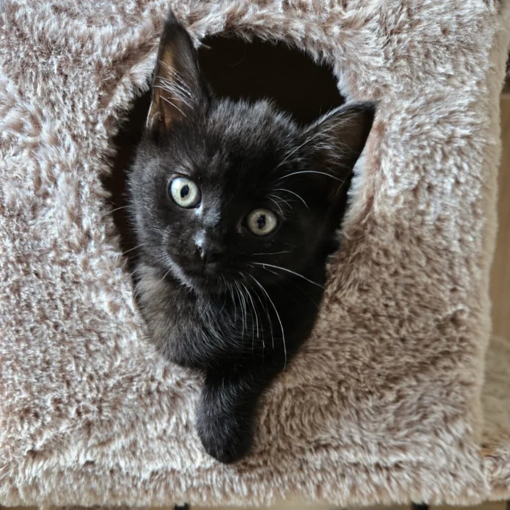 Stella, female European Shorthair for adoption at Tierheim Montabaur, Montabaur