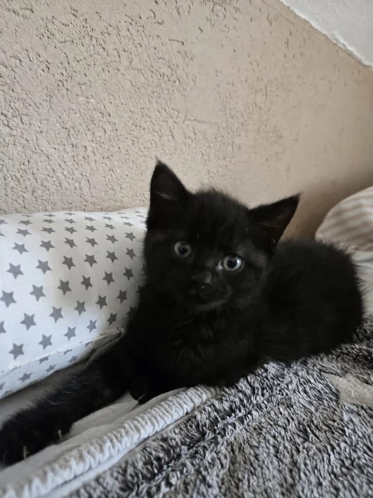 Steve, male European Shorthair for adoption at Tierheim Montabaur, Montabaur