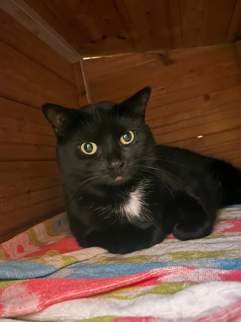 Sussi, female 7yo mixed breed for adoption at Tierheim Montabaur, Montabaur