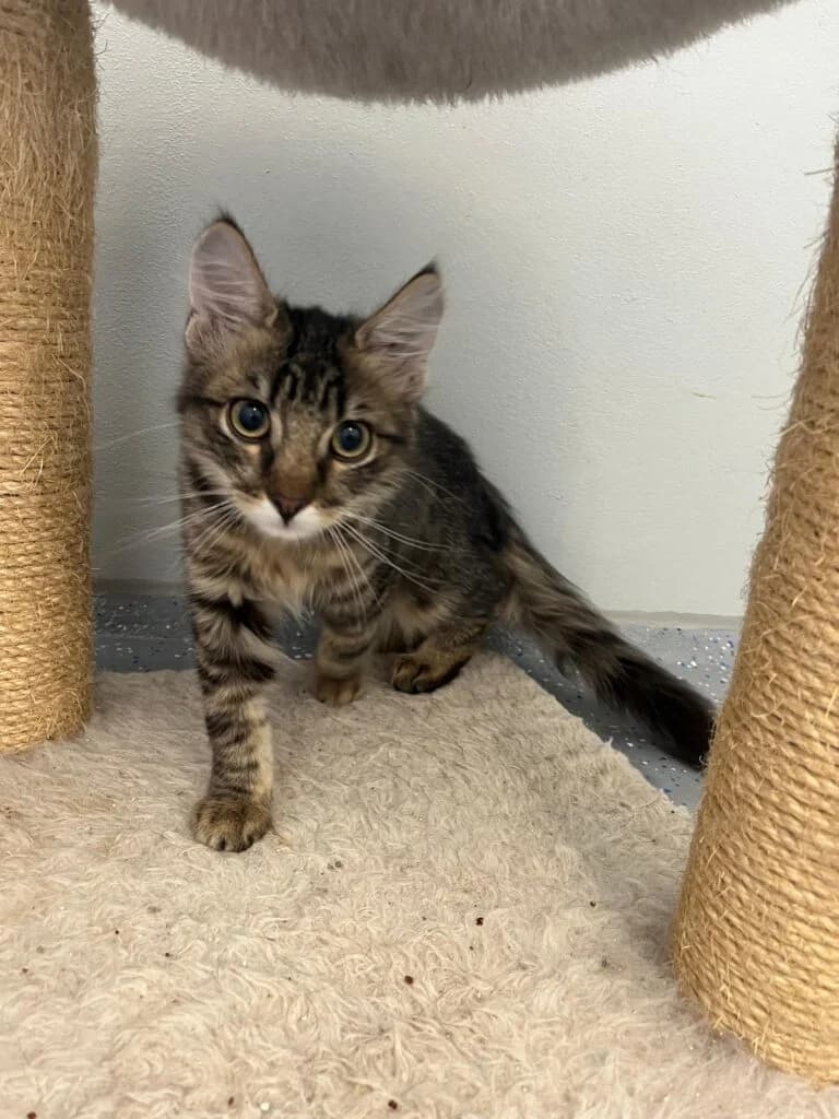 Vader, male Maine Coon for adoption at Tierheim Montabaur, Montabaur