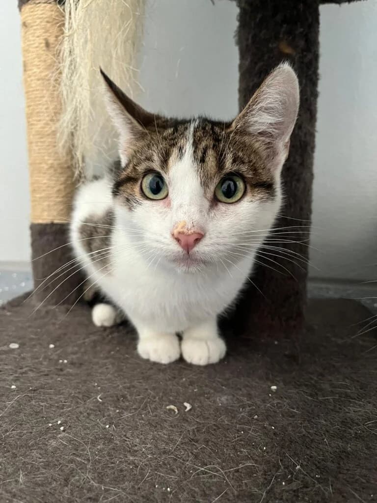 Vivi, female young mixed breed for adoption at Tierheim Montabaur, Montabaur