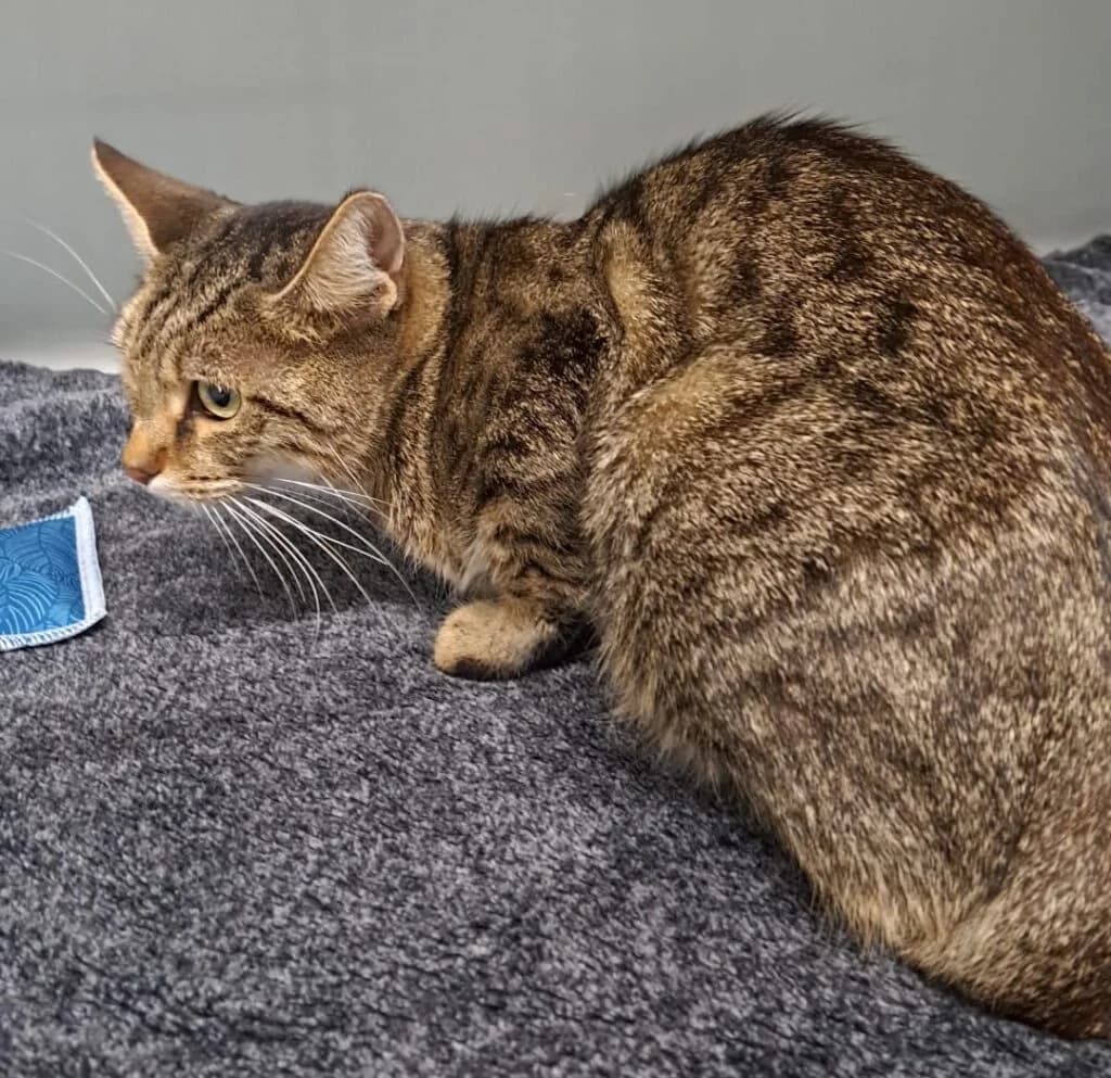 Wolke, female mixed breed for adoption at Tierheim Montabaur, Montabaur