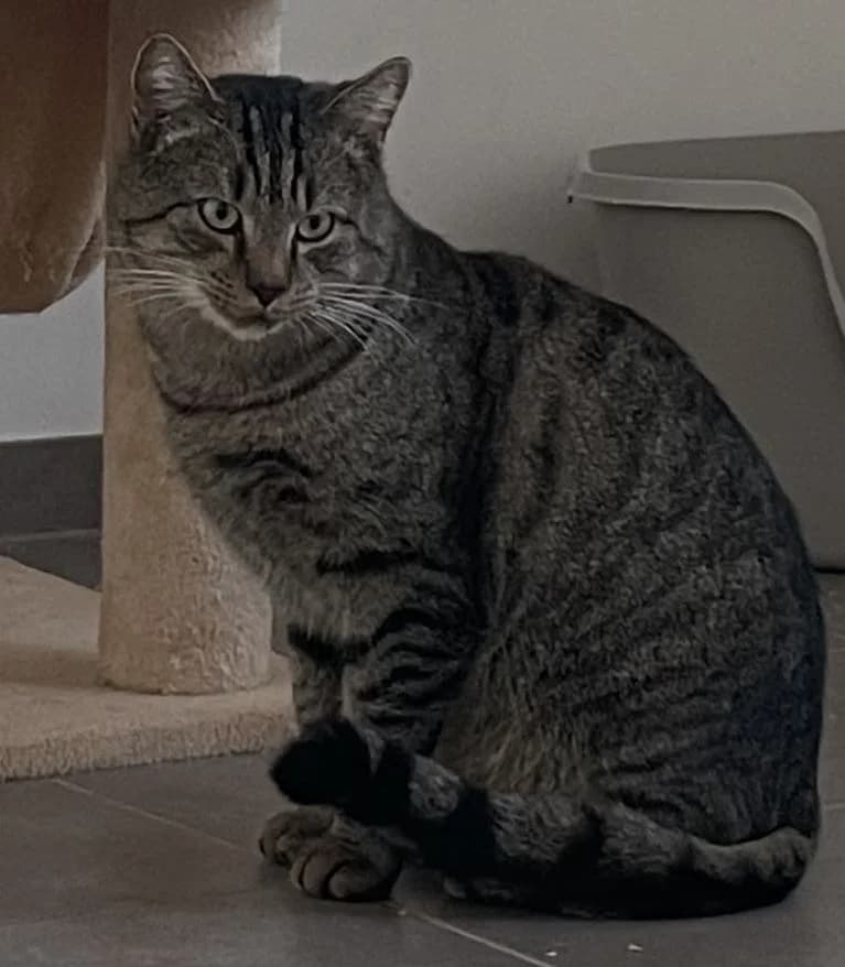 Wulf, mixed breed for adoption at Tierheim Montabaur, Montabaur