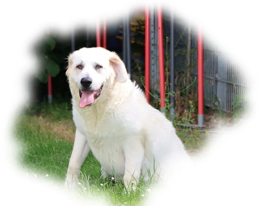 Mika, male 6yo Kuvasz for adoption at Tierheim Mülheim, Mülheim