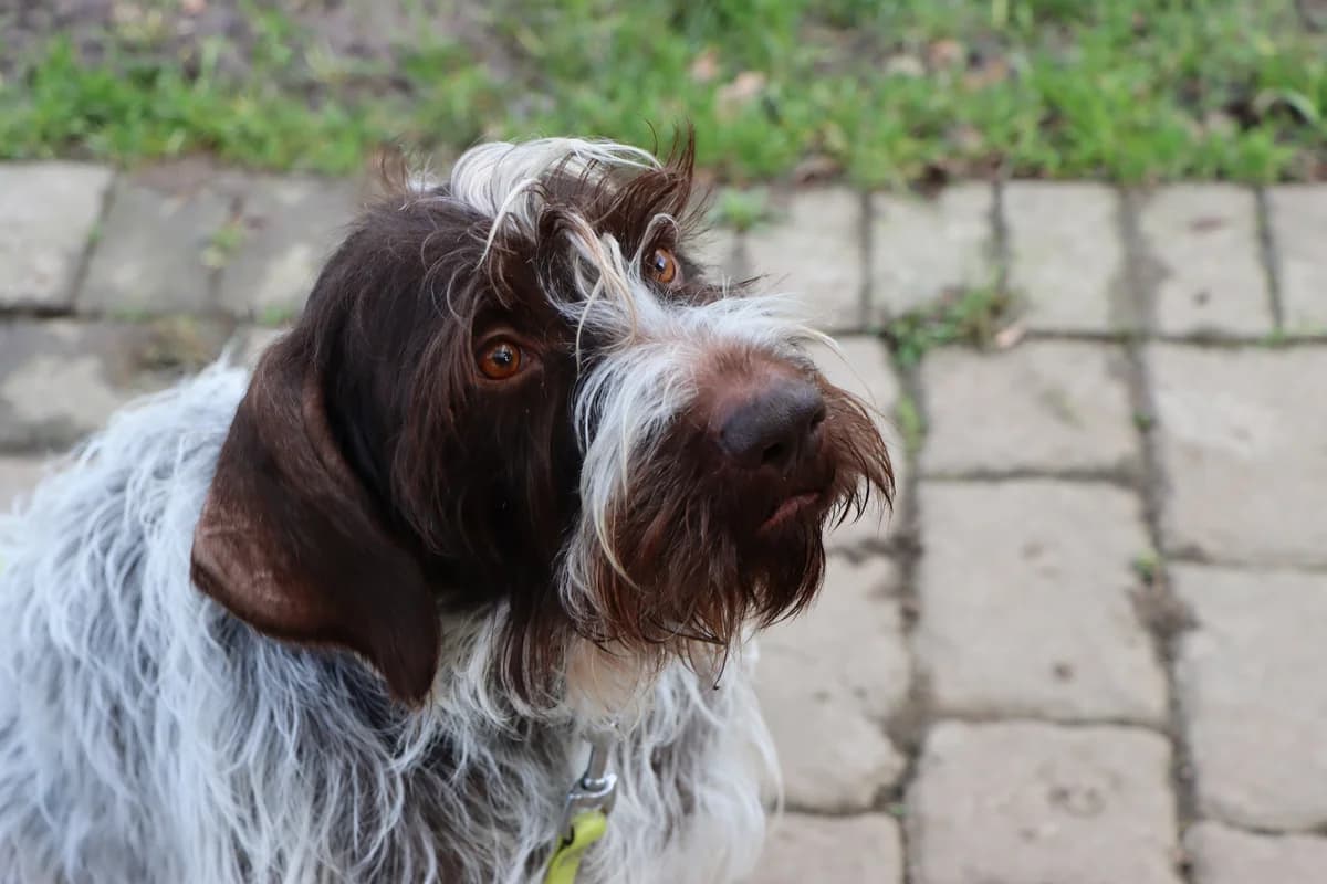 Titan, male senior mixed breed for adoption at Tierheim Mülheim, Mülheim
